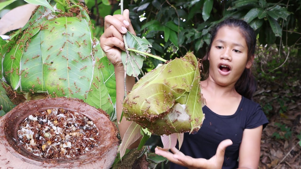 Survival in forest: Found red ant for food of survival- Cooking Red ant & Eating delicious in jungle