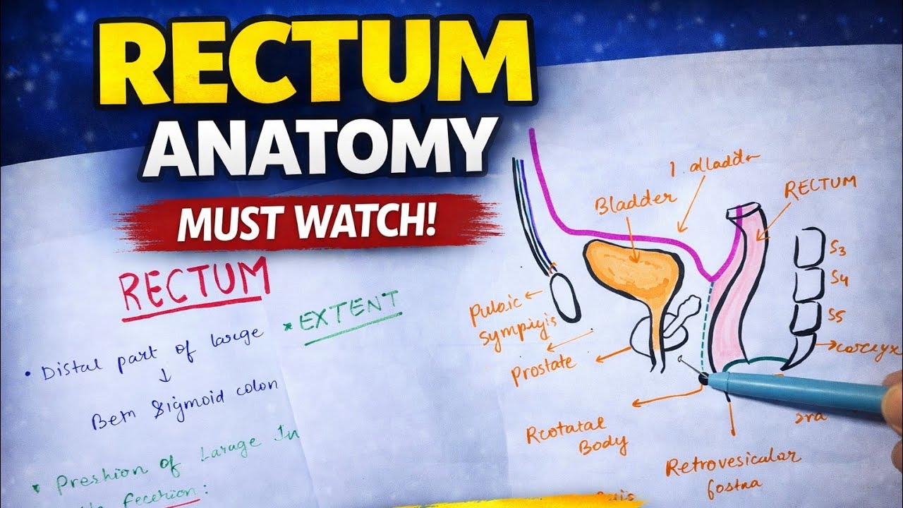 Rectum anatomy | mbbs 1st year anatomy 