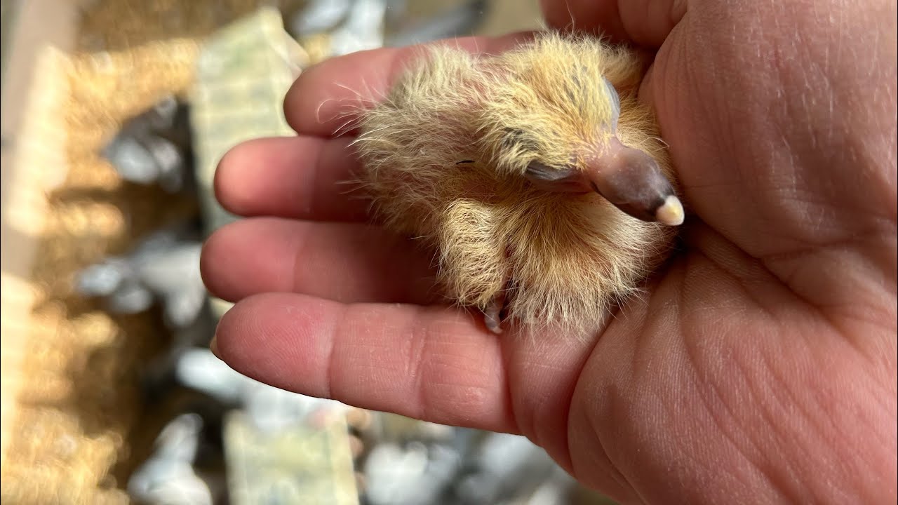 Weekvlog 31, 18 maart  2026. Over breien en loop je een ochtendje mee met mijn jonge duifjes 🐦🐦🐣??