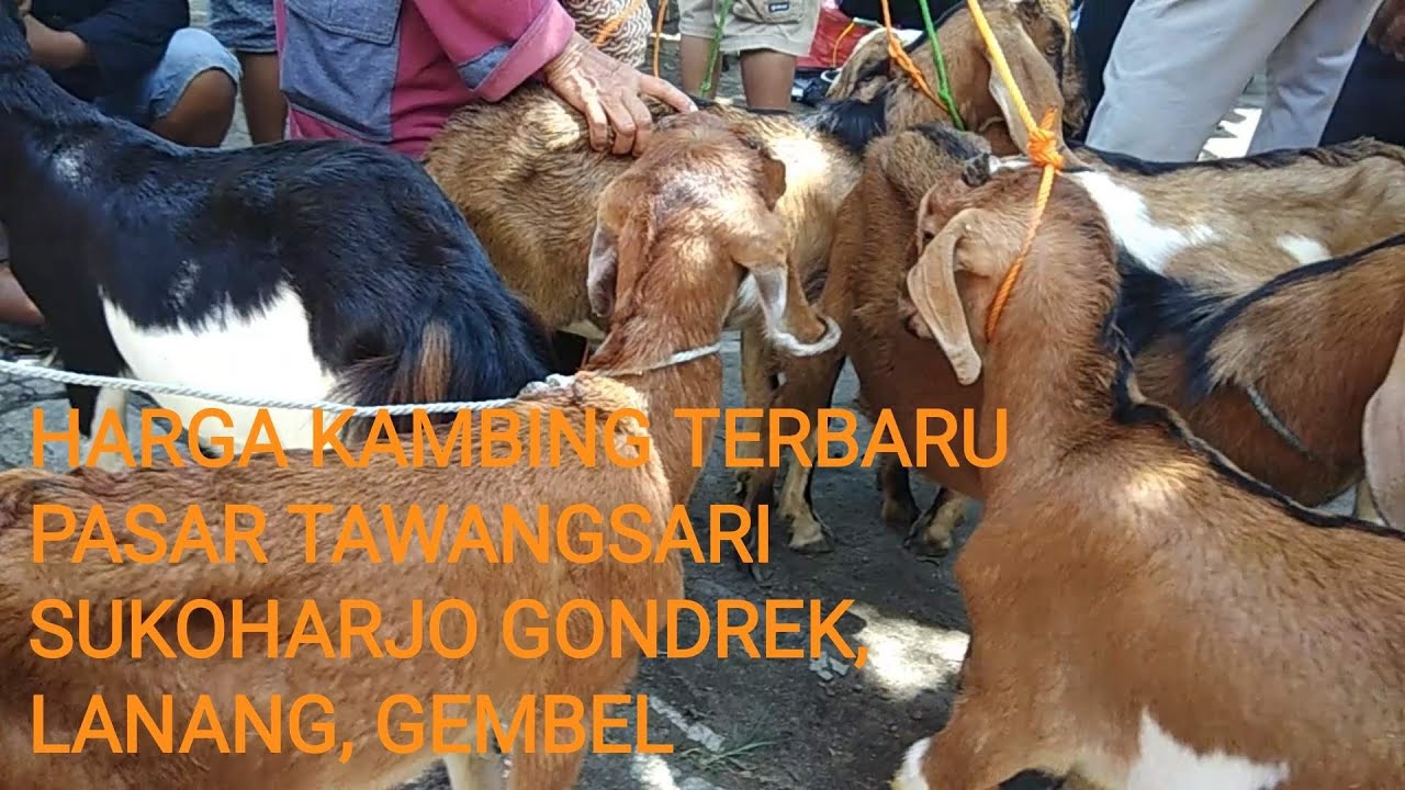 HARGA KAMBING TERBARU PASAR TAWANGSARI SUKOHARJO GONDREK, LANANG, GEMBEL