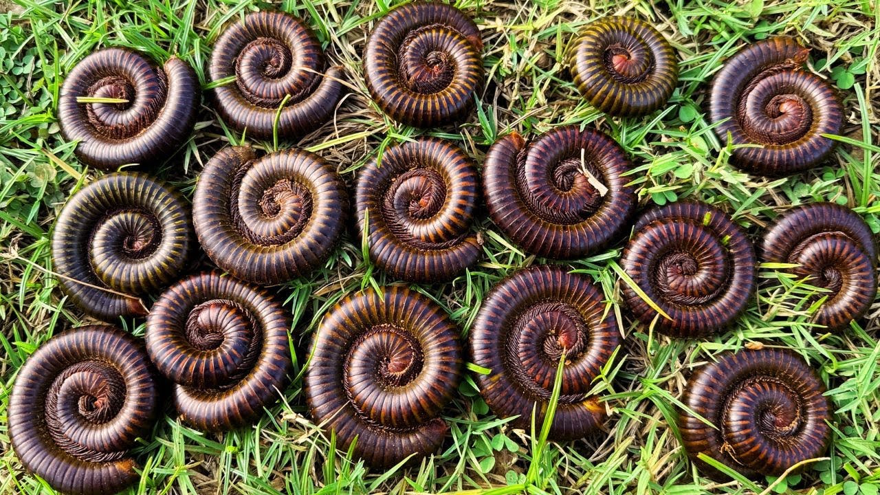 Top Skill Catch Millipedes, Millipedes, Giant Millipede , Massive Millipedes