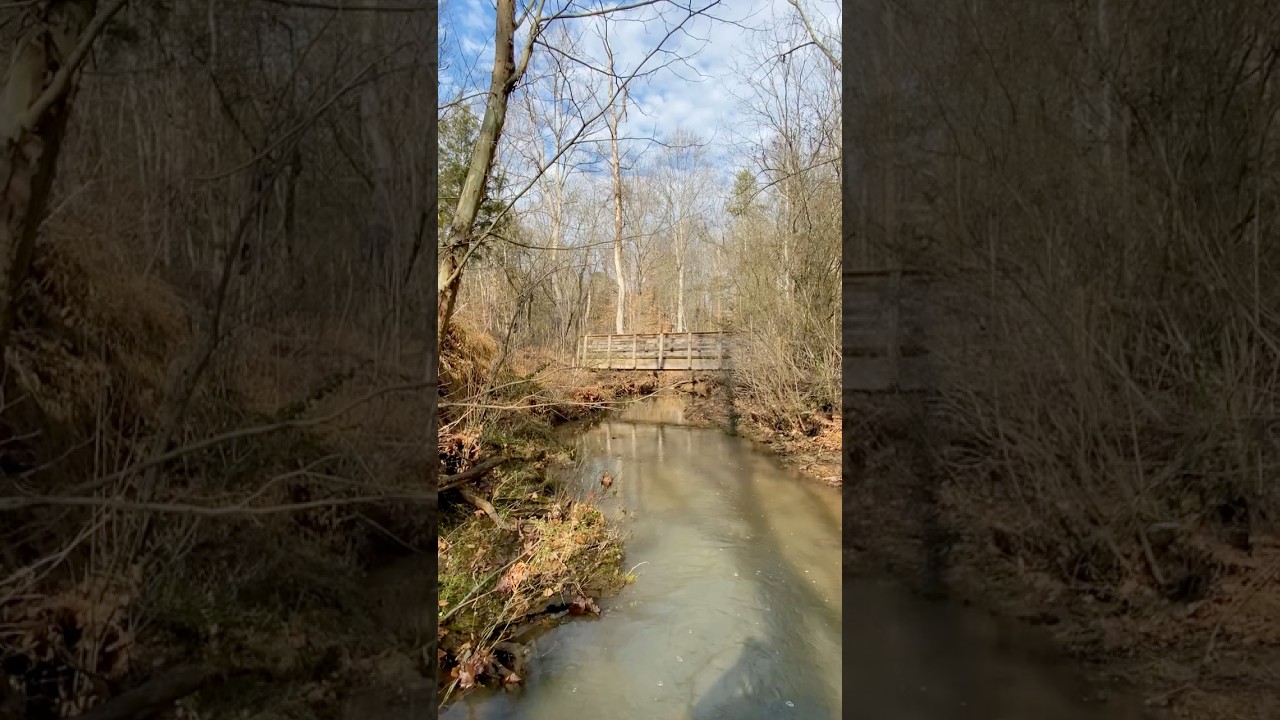 Betty McGees Creek at Thornburg Trail in Uwharrie National Forest