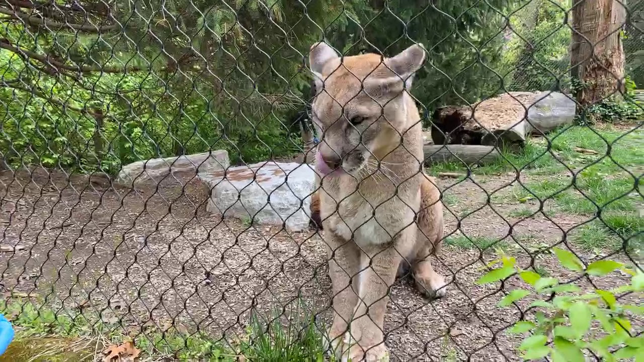 Home Safari – Cougars – Cincinnati Zoo