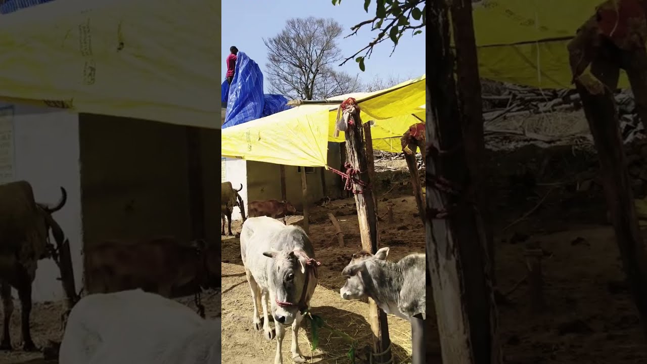 सारी भूमि गोपाल की गोशाला समिति पैठानी द्वाराहाट उत्तराखंड में काम शुरू