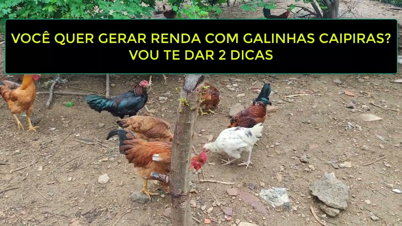 Gera&ccedil;&atilde;o de Renda Galinhas Caipiras: Descubra Como Transformar sua Cria&ccedil;&atilde;o em um Neg&oacute;cio Lucrativo