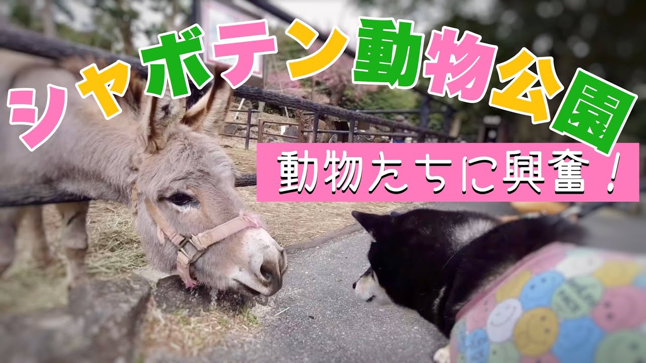 【伊豆シャボテン動物公園】犬も入れる動物園が楽し過ぎた！！カピバラのほのぼの入浴シーンも見てね😊