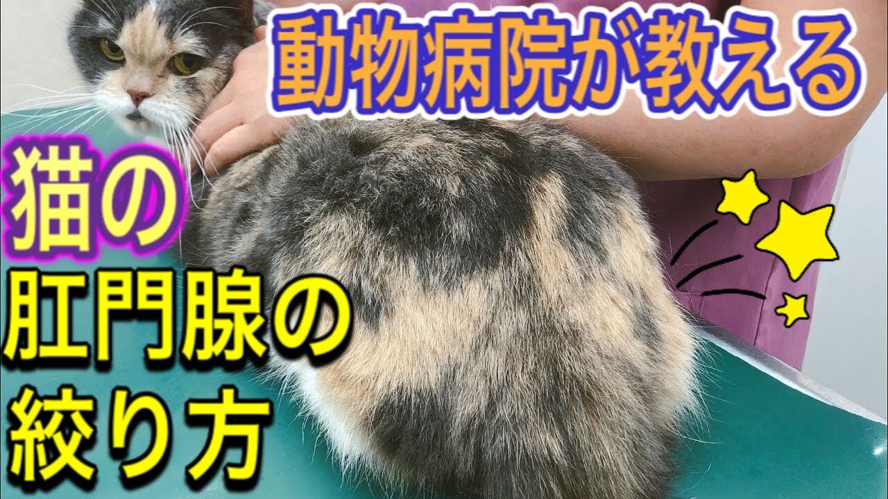 【猫の肛門腺の絞り方】動物病院が教える猫の肛門腺の絞り方について分かりやすく解説！