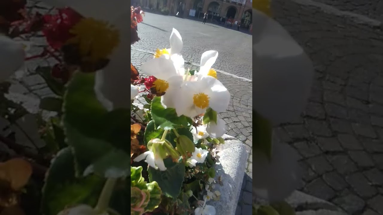 piazza Aurelio Saffi  Forl&igrave; Italia 1