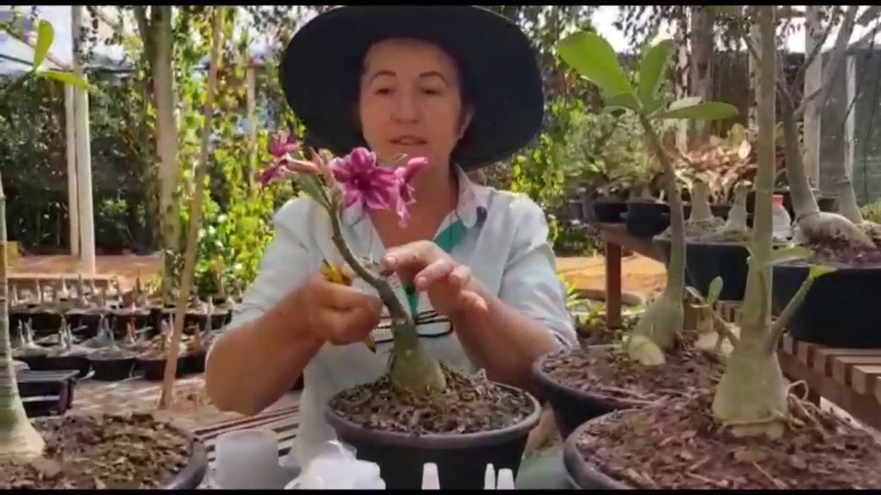 Enxertia em ROSA DO DESERTO: quatro métodos e uma arte