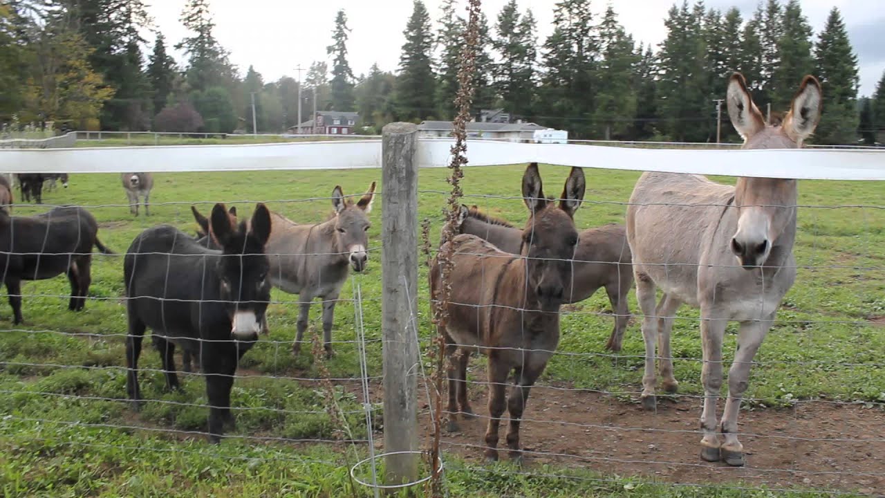 Mini Donkeys Talking About Donkey Stuff