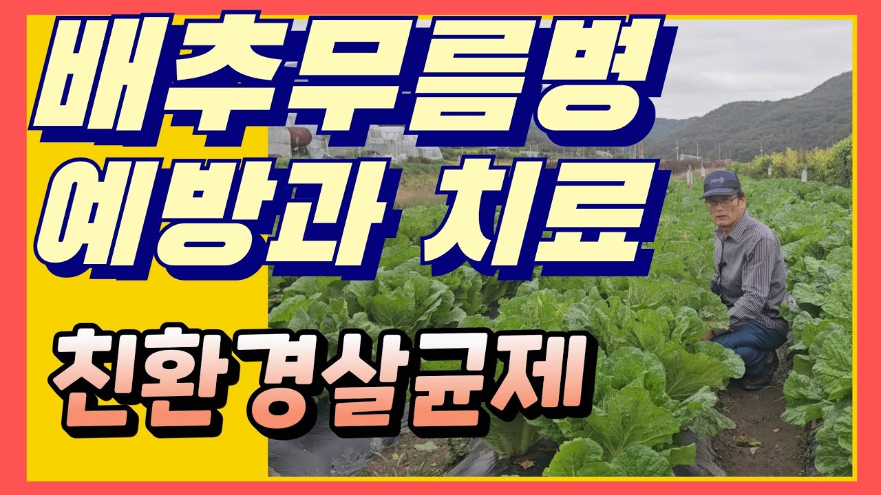 배추무름병예방과 치료 친환경농약