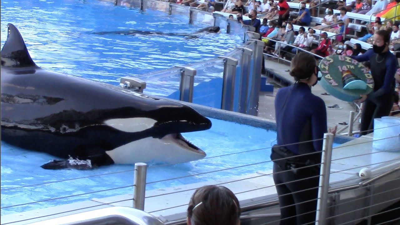 Happy 14th Birthday, Malia! - Orca Encounter at SeaWorld Orlando - March 12, 2021