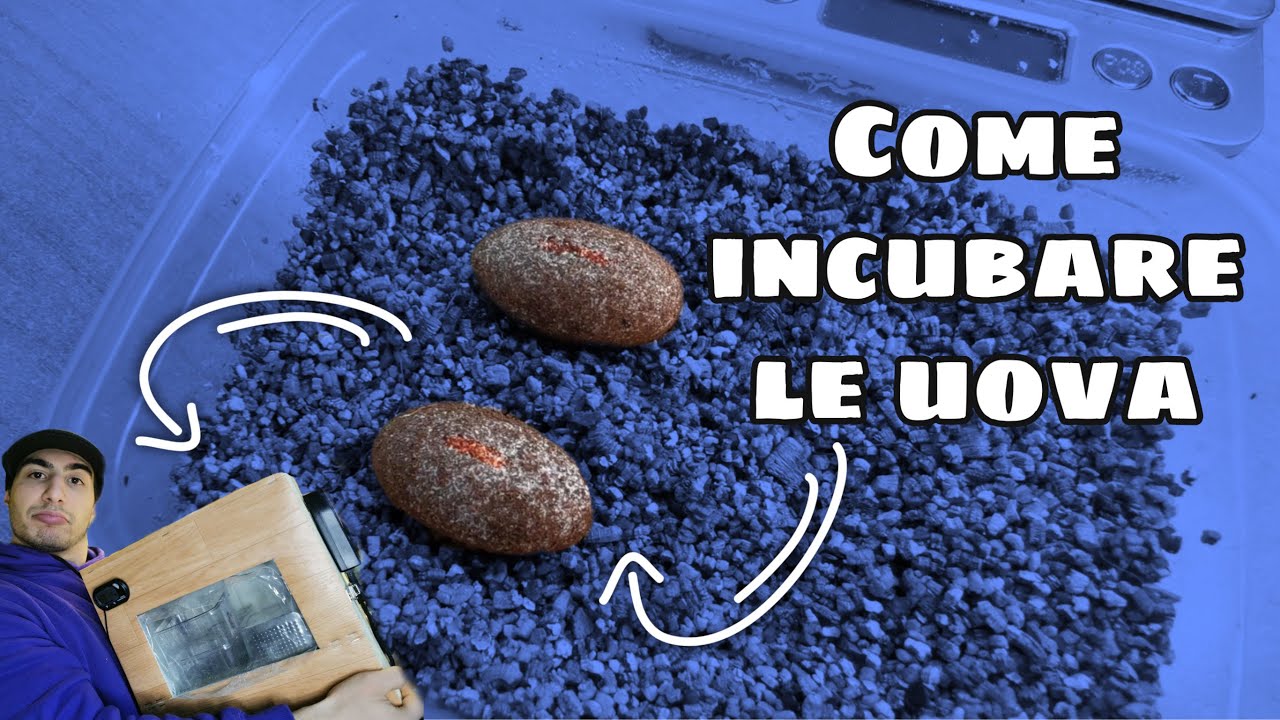 COME INCUBARE le UOVA di un RETTILE! 🥚-Geco Leopardino-