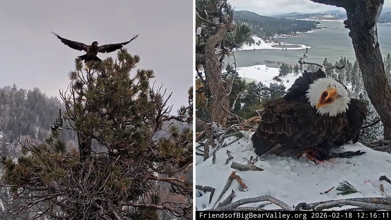 FOBBVCAM Eagles🦅 Juvenile Eagle Interrupts Shadow's Lunch 🥪 Jackie Comes Home to Mate 💞2026 Feb 18