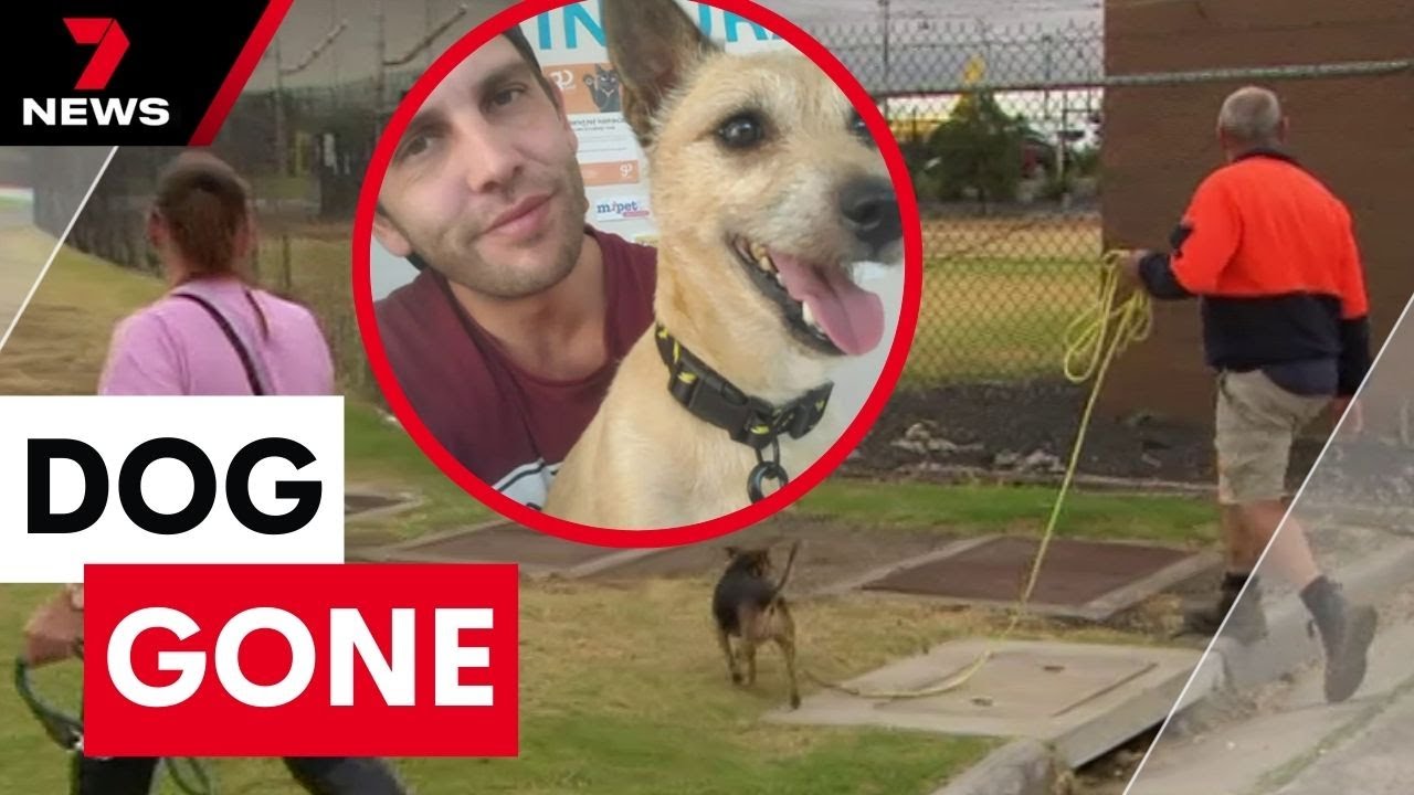Extraordinary mission to find missing dog after airport escape | 7 News Australia