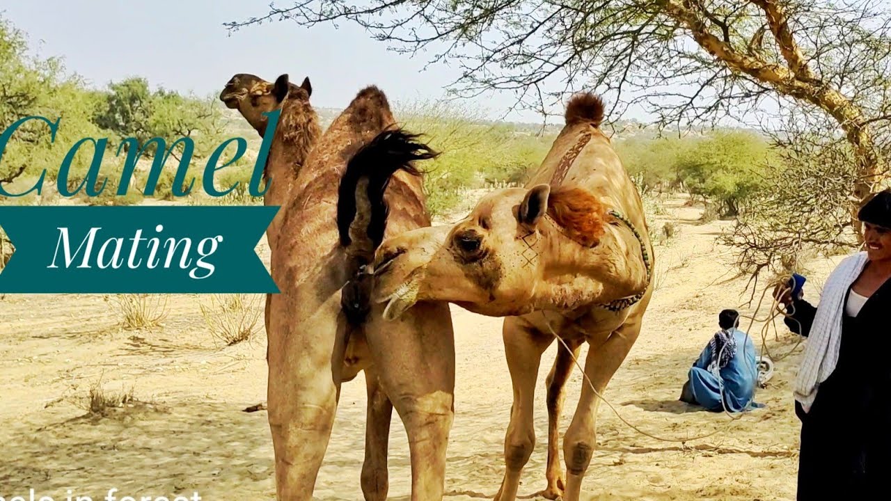 Camel mating time Testing | Camel before mating | Camel love |Camel meet up | الجمل قبل التزاوج