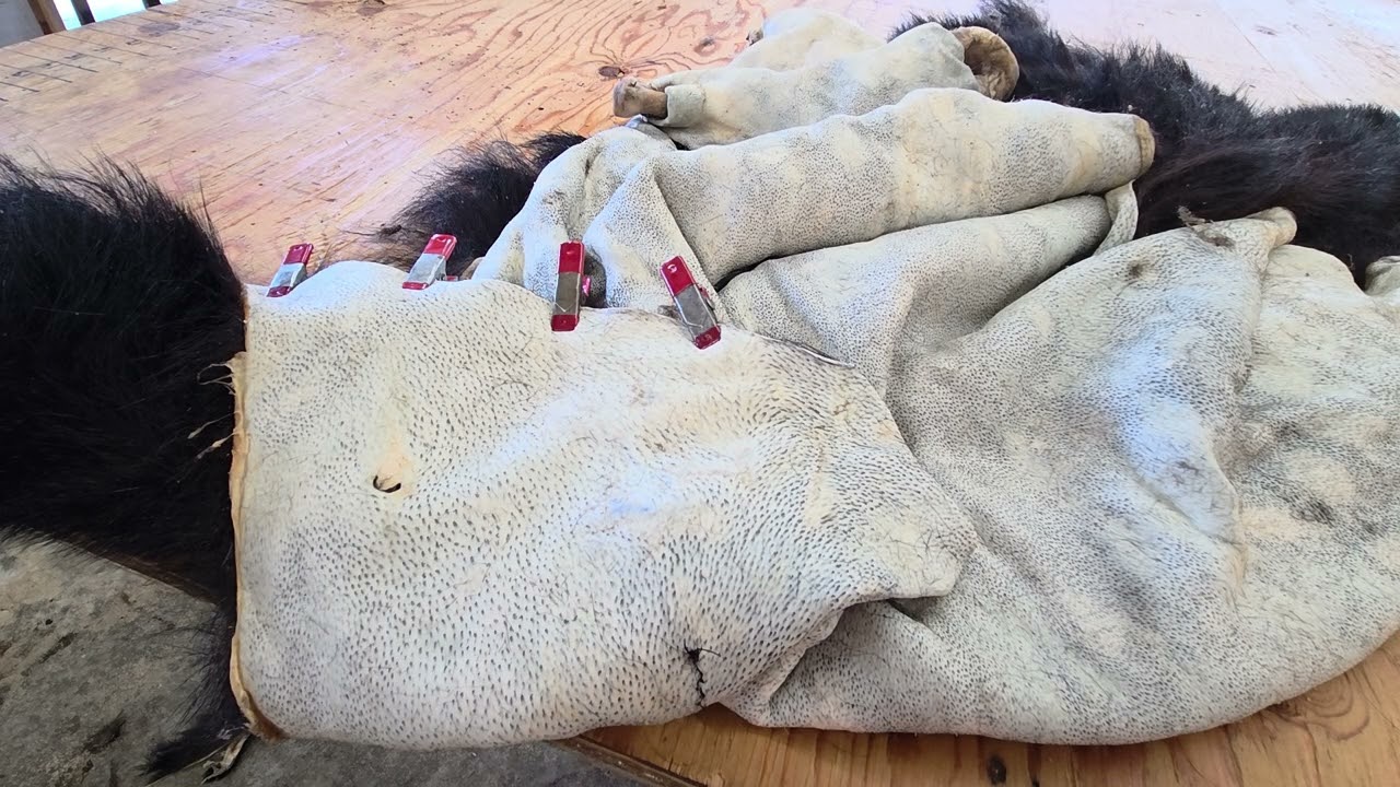 Rugging a bear hide.