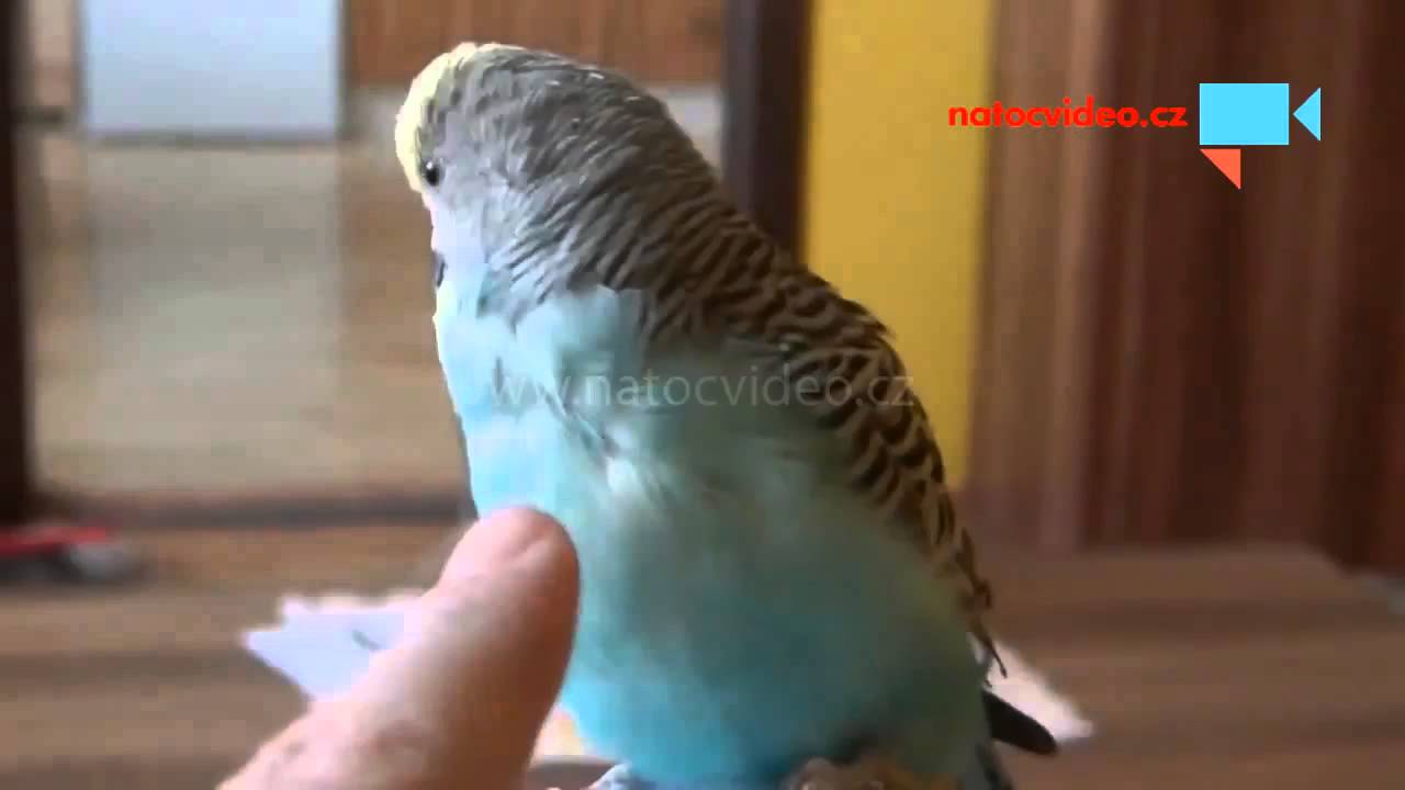 Naše ukecaná Andulka Čiko :-)