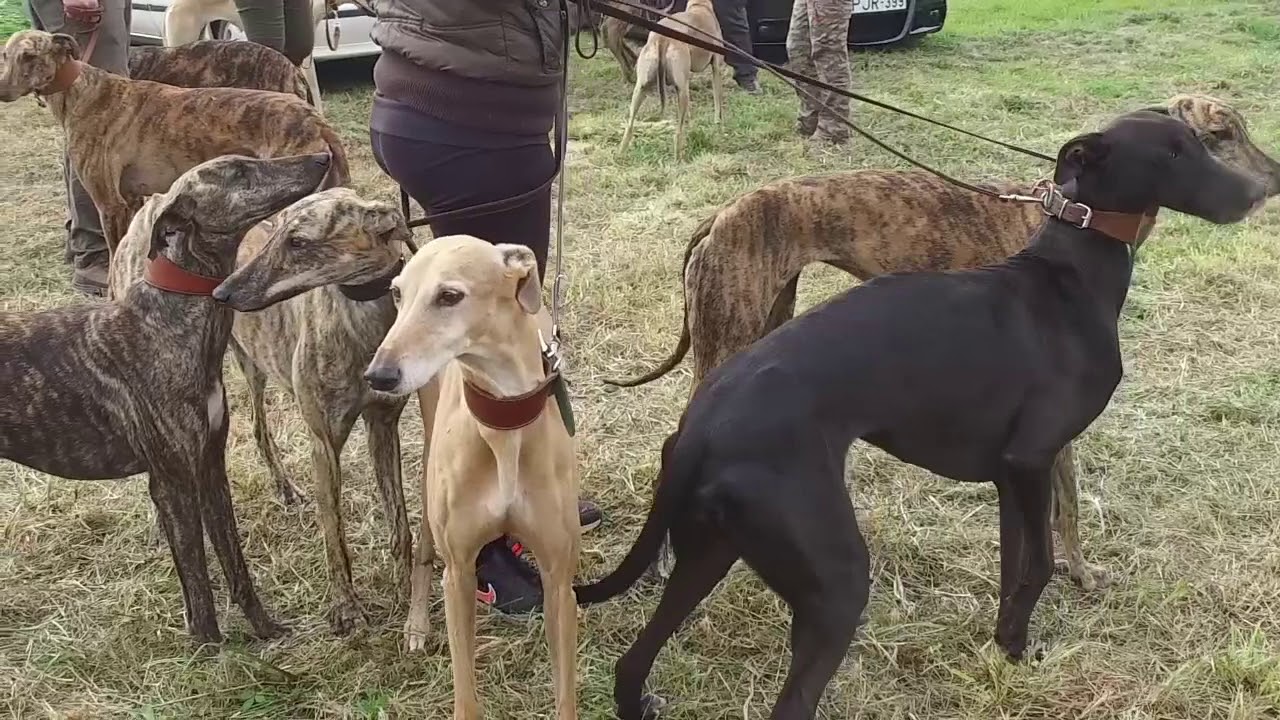 Bödei Agármustra 2019