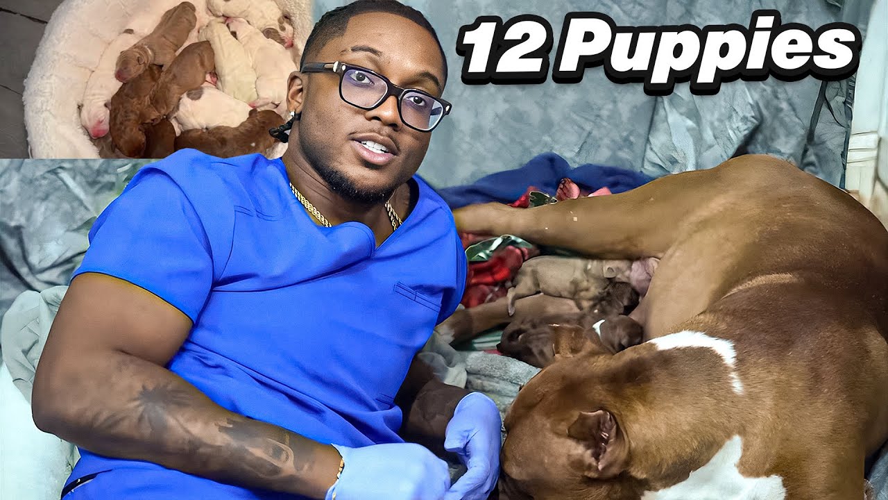 Helping My Dog Give Birth On Stream ❤️