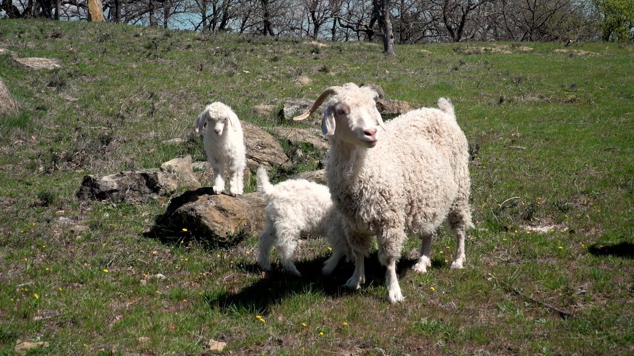 Immersion au Mas de la Pastourelle avec Céline, éleveuse de chèvres angora
