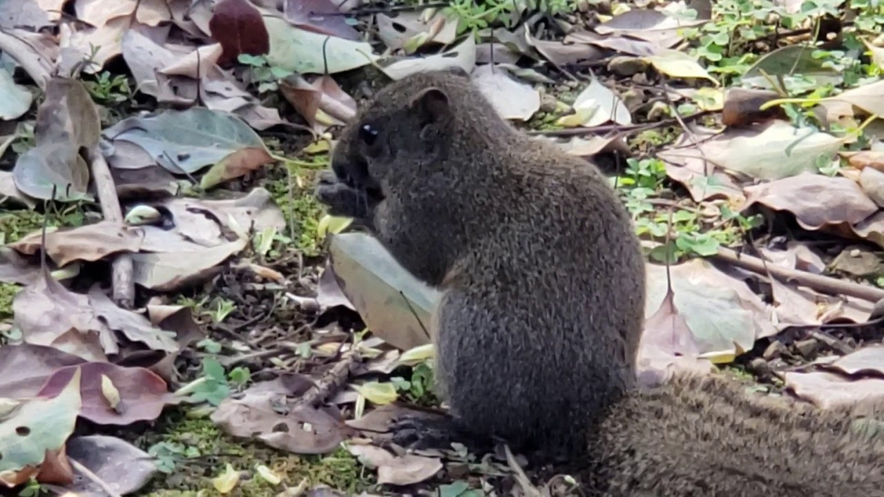 清晨的温州景山公园