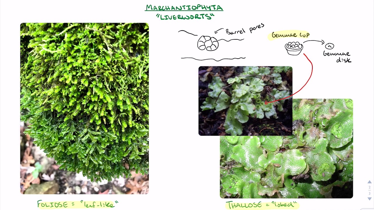 Hornworts, Liverworts, and Mosses