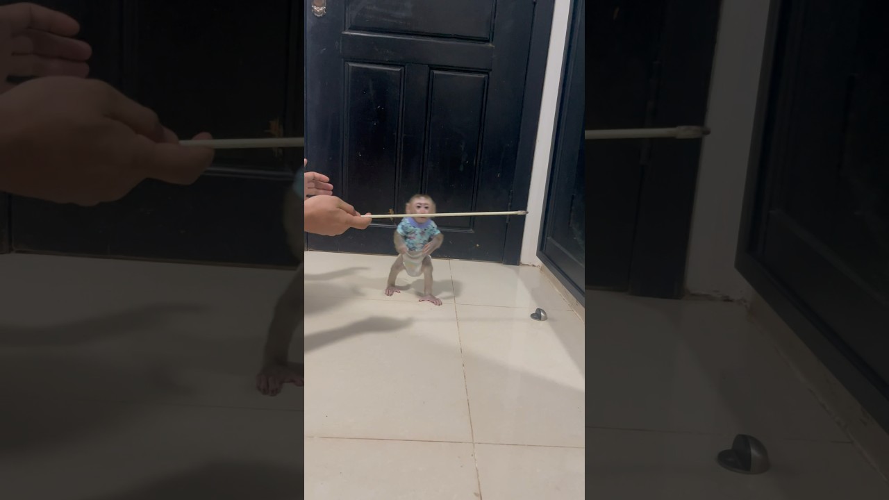 Video Monkey Bryyan learned how to walk with two legs #monkey #smart #babymonkey #littlemonkey
