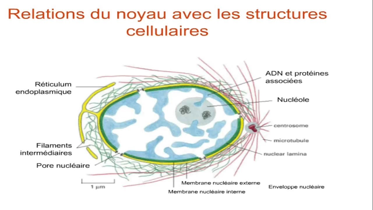 Le noyau cellulaire