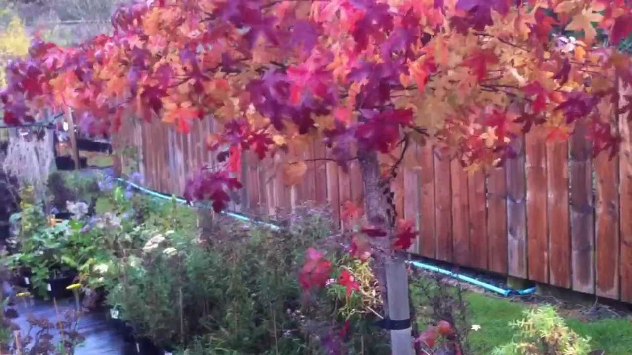 Liquidambar orientalis