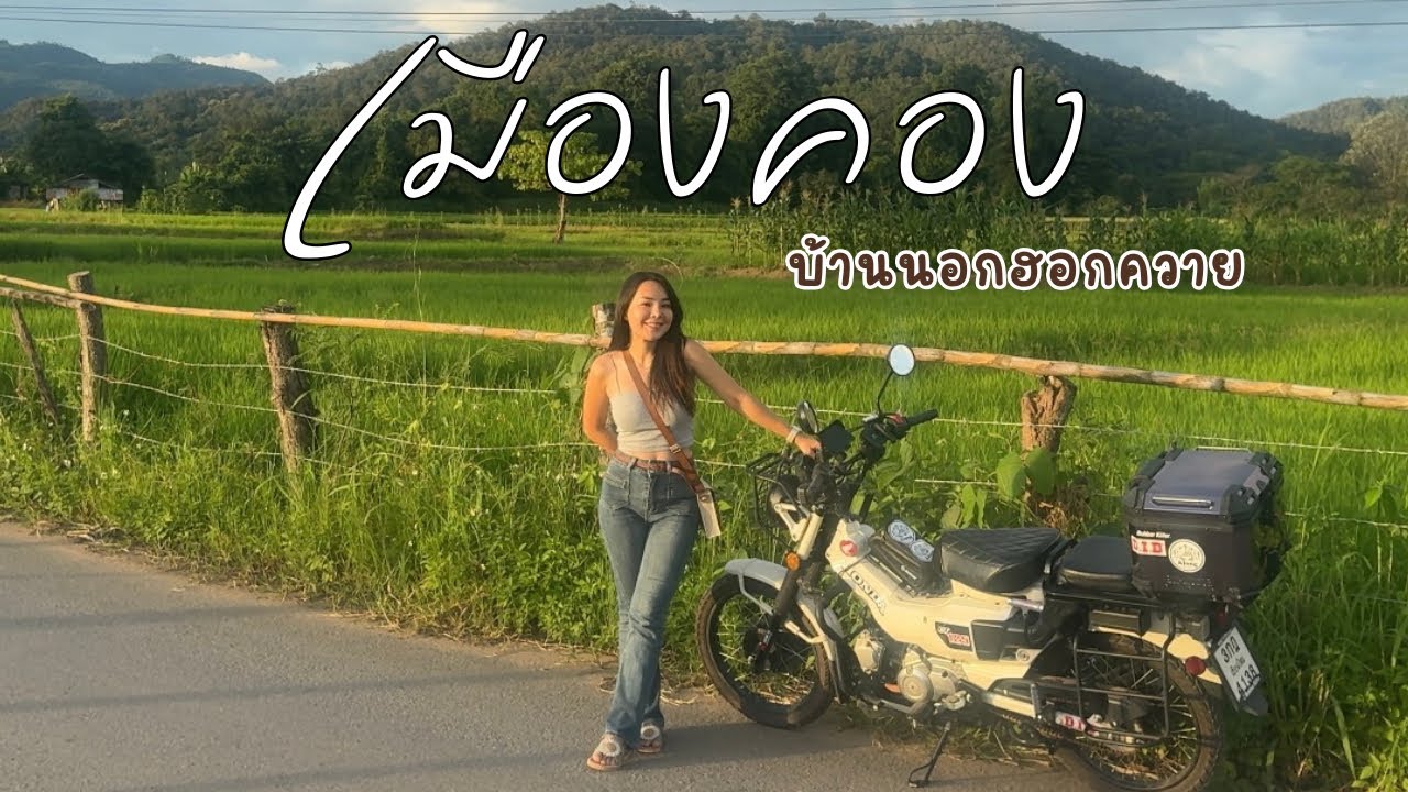 เที่ยวเมืองคองหน้าฝน “บ้านนอกฮอกควาย” อ.เชียงดาว เชียงใหม่ ช่วงนาเขียว สิงหาคม 68 อากาศดี วิวสวย