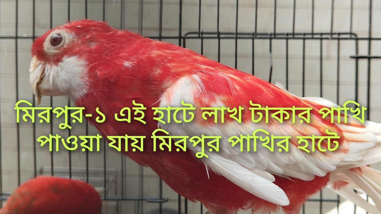 #মিরপুর-১ এই হাটে লাখ টাকা পাখি পাওয়া যায় মিরপুর পাখির হাট 