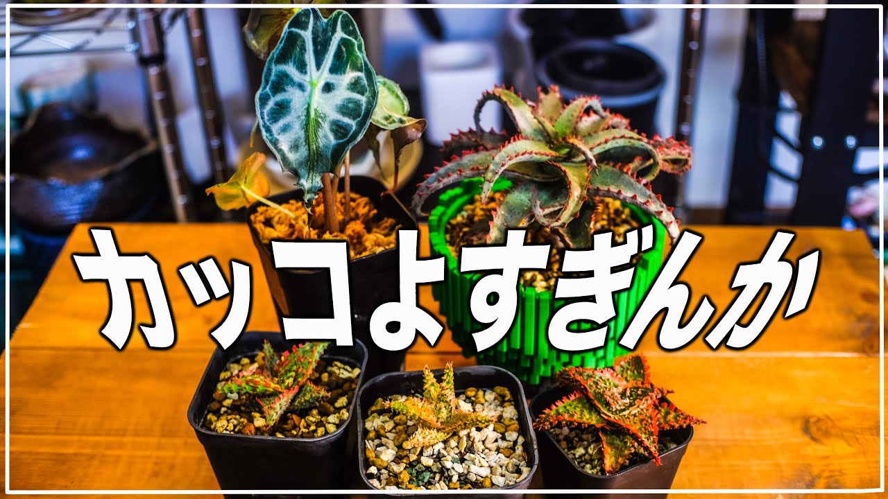 2月購入株紹介！最高にイカした植物たち！
