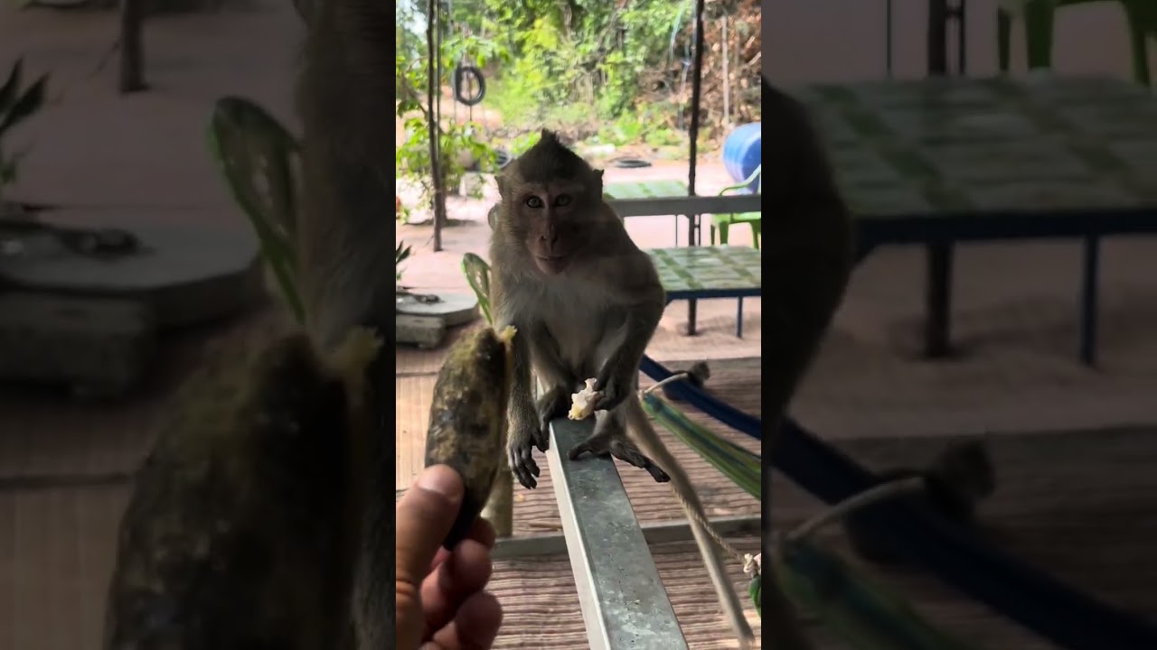 Monkeys 🙈 14 .10. 2026 г.