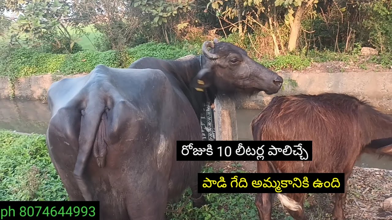 పాడి గేది అమ్మకానికి ఉంది | buffalo sale | 2nd lactation buffalo for sale | buffalo videos | pavan 