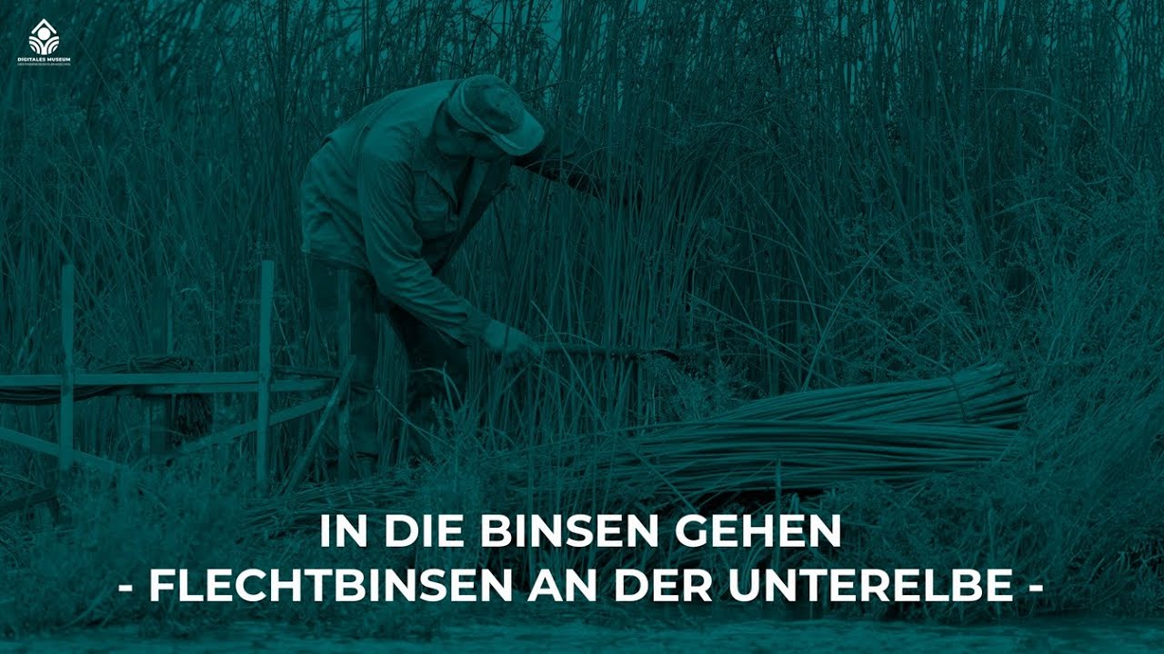 In die Binsen gehen -Flechtbinsen an der Unterelbe-