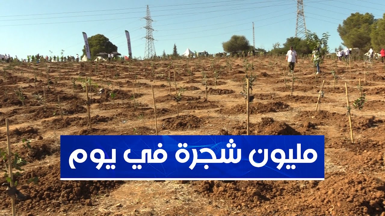 من مقطع خيرة بالعاصمة... آلاف المتطوعين يشاركون في الحملة الوطنية لغرس 