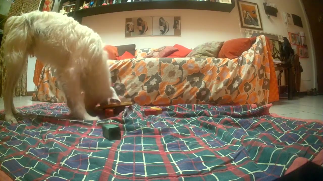 CANE CIECO Problem Solving con Jaco