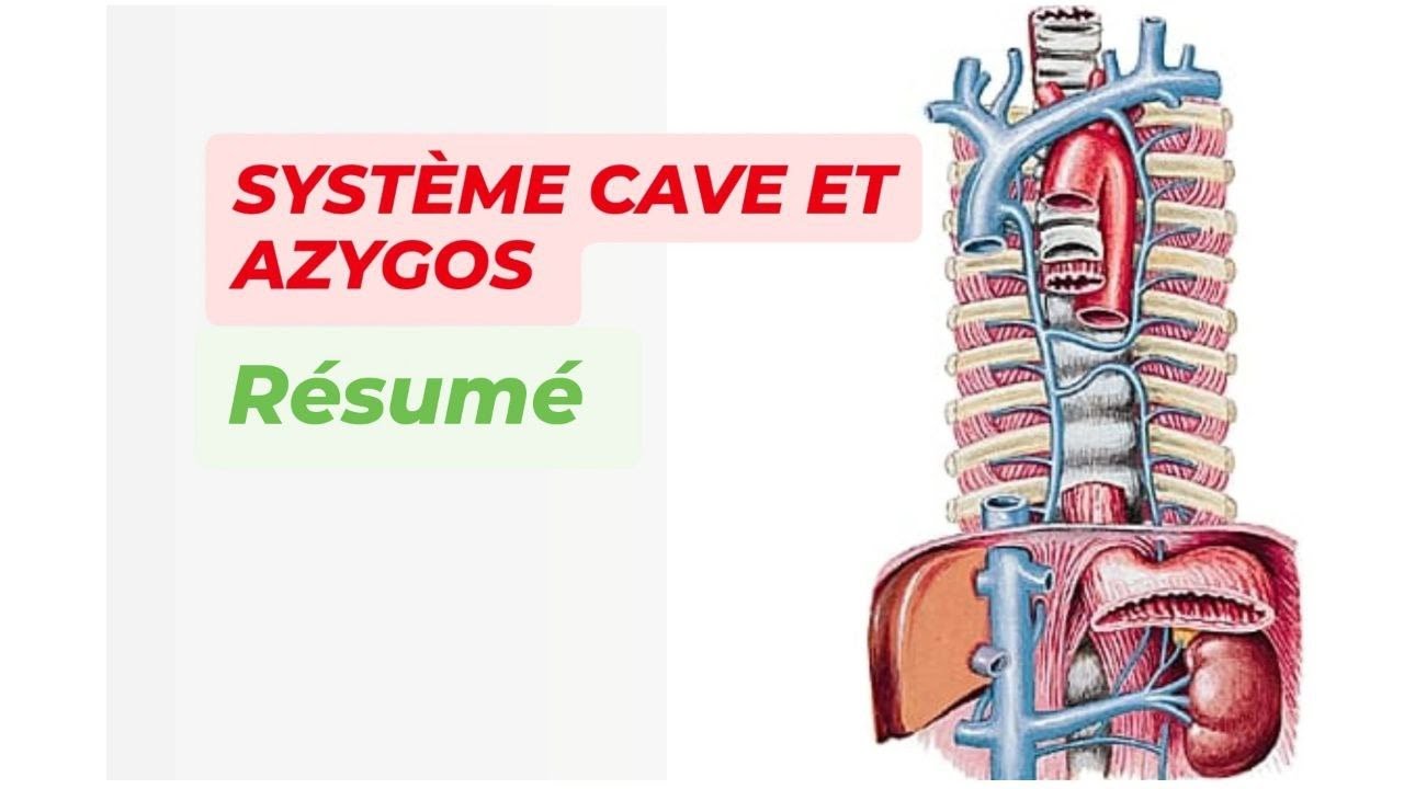 SYSTEME CAVE ET AZYGOS ( Résumé )