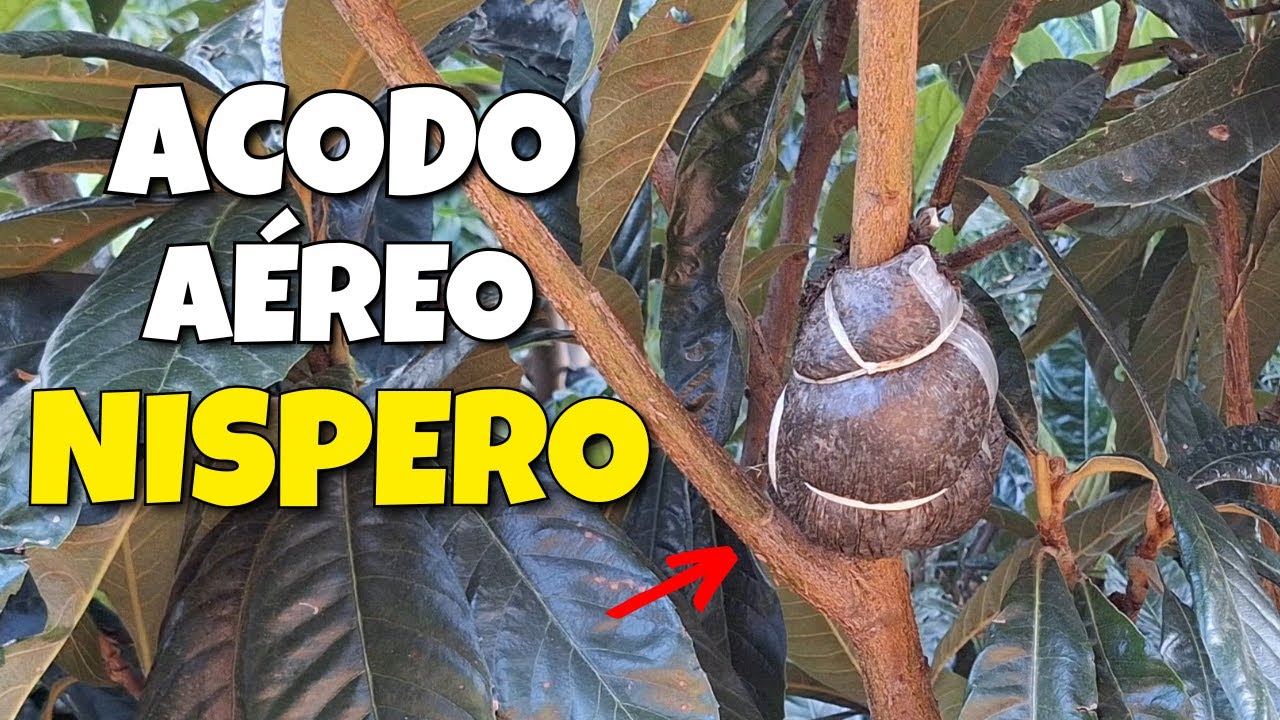 como hacer ACODO AÉREO en plantas de NÍSPERO