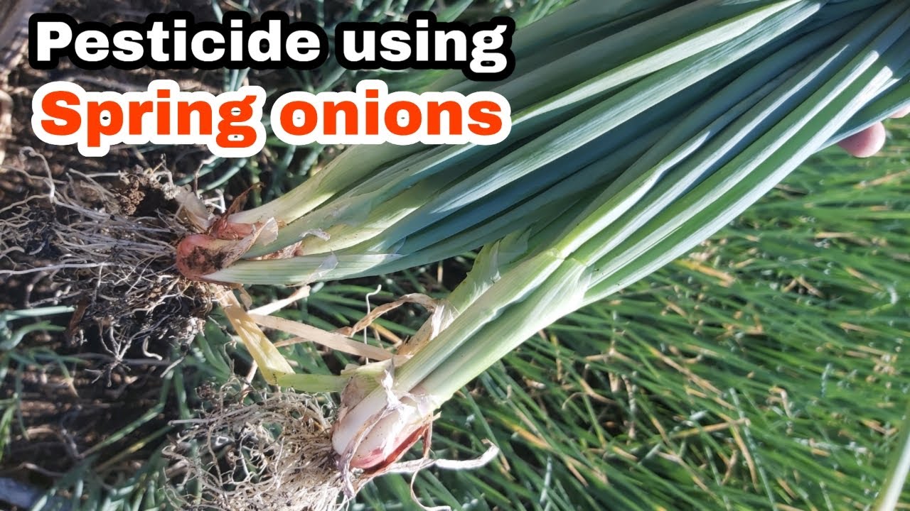 Best crop companion planting with spring onions