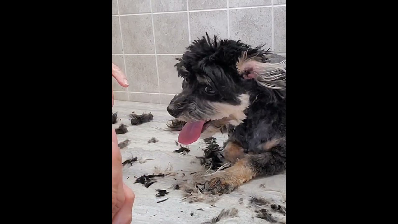 Havanese Face trim, ear pluck and trim, dog grooming without restraints