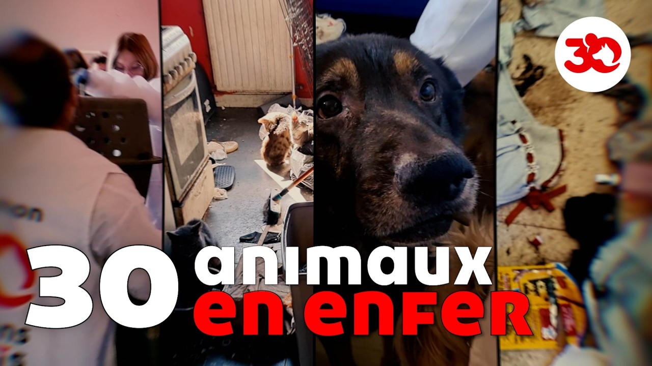 30 animaux dans l'ENFER d'un appartement INSALUBRE