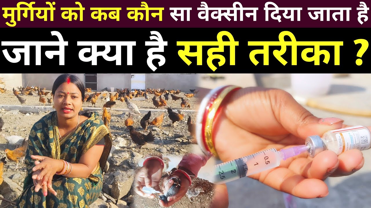 देसी मुर्गियों को वैक्सीन कैसे करते हैं| Murgiyon ko Vaccine karne ka Sahi Tarika | Desi Murgi Palan