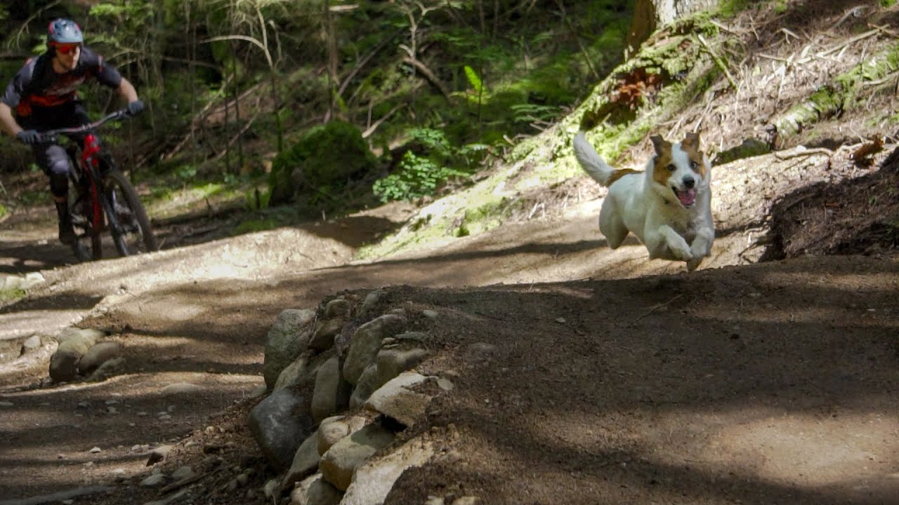 Weekend Slayer - Levi the Trail Dog - Micro Hit