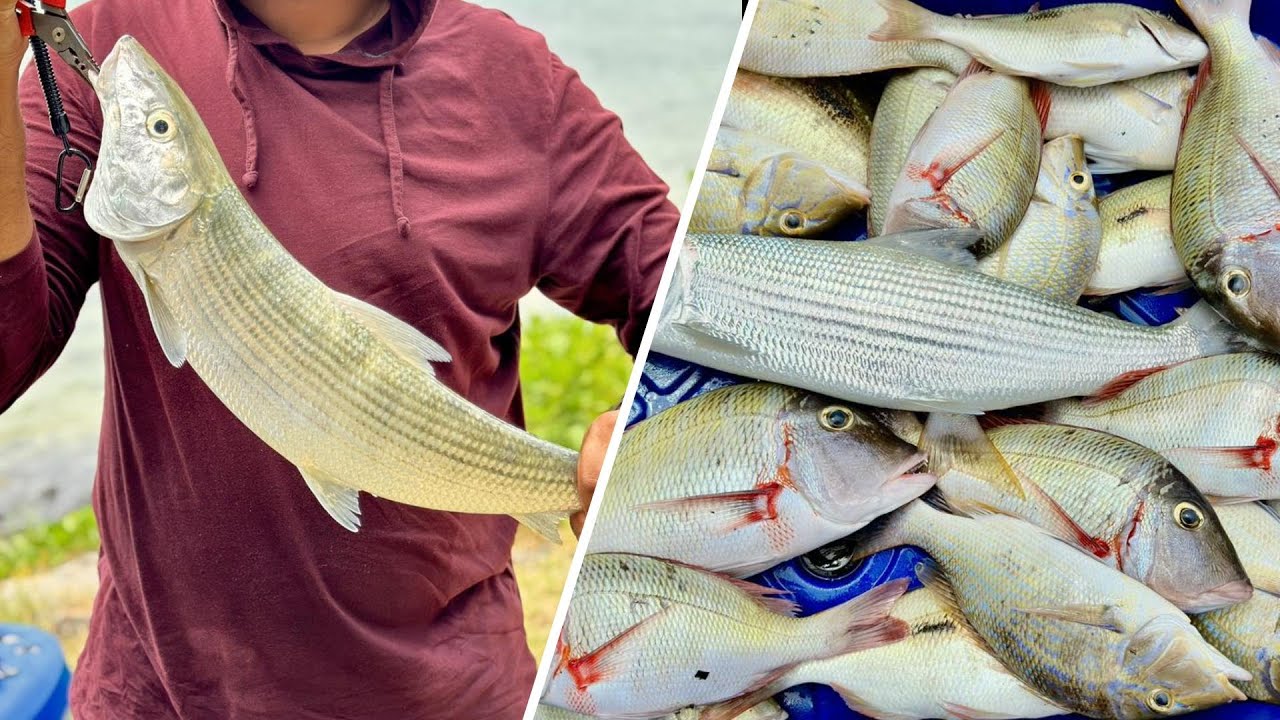 Fighting this Turbo Fish with my Medium Light setup- Fishing beach Mauritius 2023