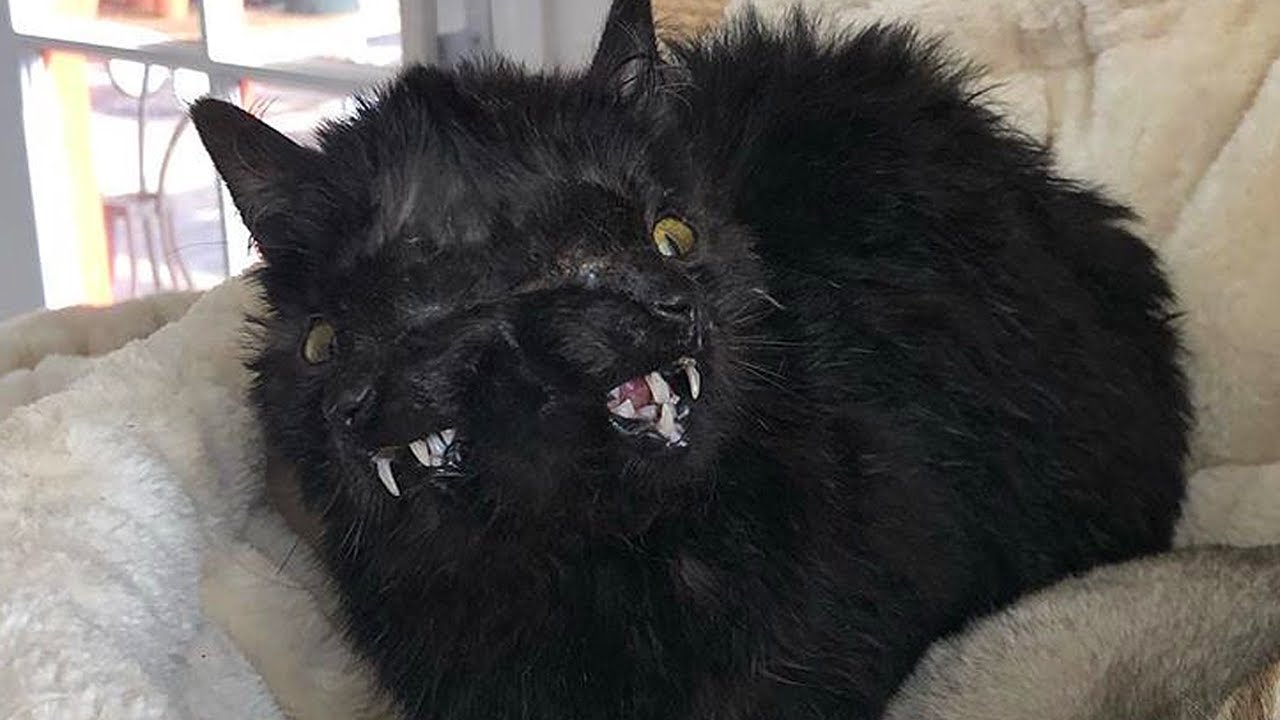 Meet Duo, The Cute Cat With Two Noses And Two Mouths Who Found The Perfect Home With A Veterinarian!
