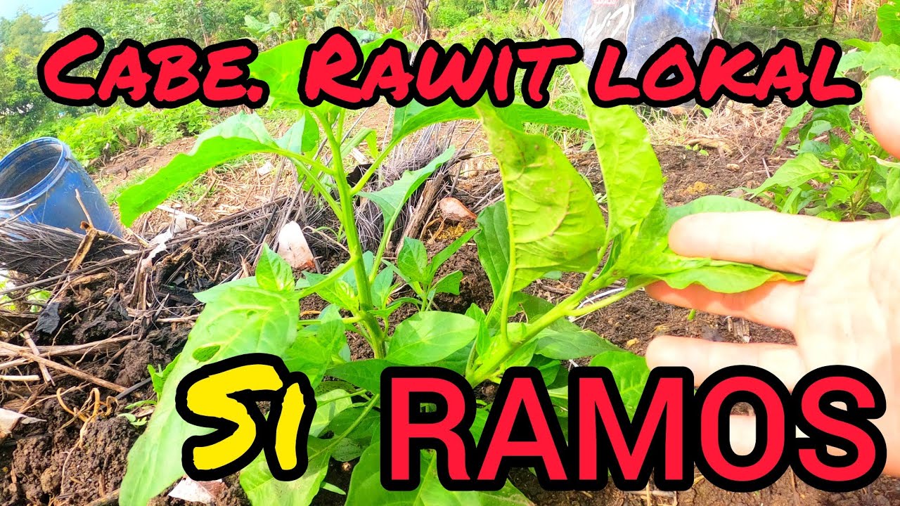 cabe rawit lokal si RAMOS . usia 2bulanan..tumbuh subur