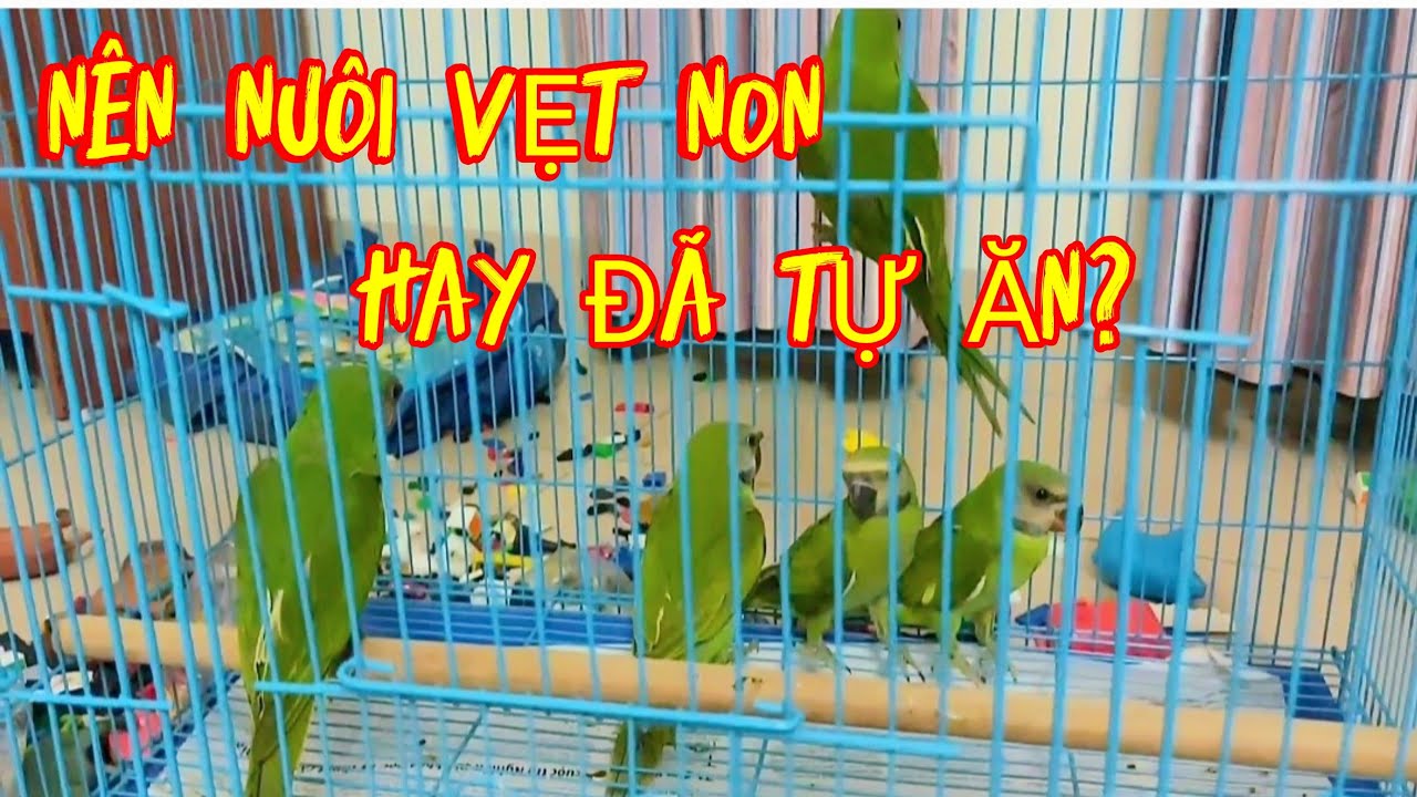 Người Mới Nên Nuôi  Vẹt Non Hay Vẹt Đã Biết Tự Ăn Hạt?