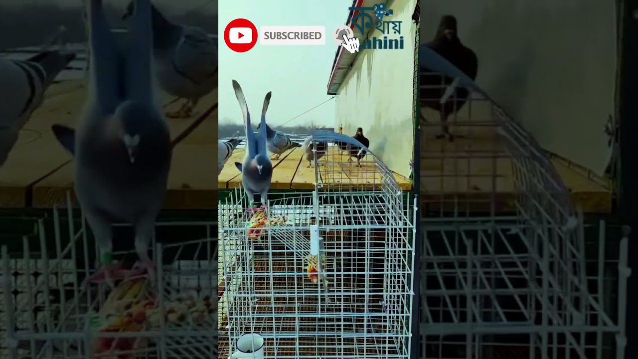 This isn't just any trap&mdash;it's a marvel of engineering designed to capture pigeons without harm.